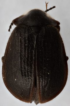 Eubrianax edwardsii by (c) Matthew Pintar, some rights reserved (CC BY), uploaded by Matthew Pintar. Used under a CC-BY license.