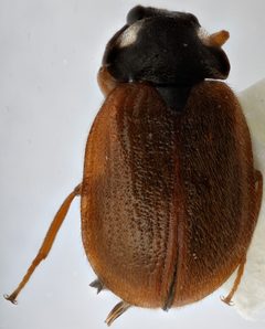 Eubrianax edwardsii by (c) Matthew Pintar, some rights reserved (CC BY), uploaded by Matthew Pintar. Used under a CC-BY license.