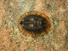 Psephenus falli by (c) Cricket Raspet, some rights reserved (CC BY), uploaded by Cricket Raspet. Used under a CC-BY license.