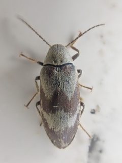 Ptilodactylidae by (c) Trevor Van Loon, some rights reserved (CC BY), uploaded by Trevor Van Loon. Used under a CC-BY license.