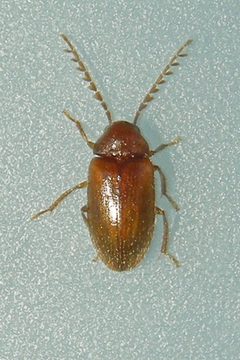 Ptilodactyla by (c) Bill Keim, some rights reserved (CC BY). Used under a CC-BY license.