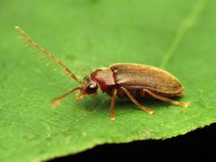 Ptilodactyla by (c) Katja Schulz, some rights reserved (CC BY). Used under a CC-BY license.