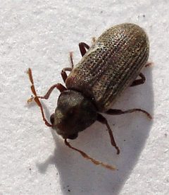 Anobium by (c) Mick Talbot, some rights reserved (CC BY). Used under a CC-BY license.