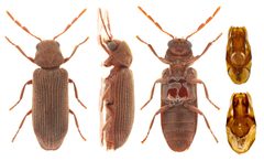 Hemicoelus carinatus by no rights reserved, uploaded by Nick Bédard. Used under a CC0 license.