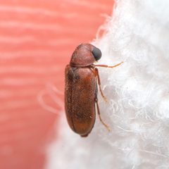 Ernobius granulatus by (c) Adrienne van den Beemt, some rights reserved (CC BY), uploaded by Adrienne van den Beemt. Used under a CC-BY license.