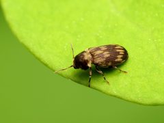 Hadrobregmus notatus by (c) Katja Schulz, some rights reserved (CC BY), uploaded by Katja Schulz. Used under a CC-BY license.