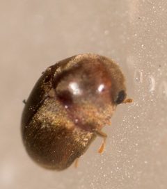 Mesocoelopus by no rights reserved, uploaded by Jesse Rorabaugh. Used under a CC0 license.