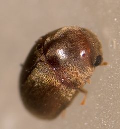 Mesocoelopus collaris by no rights reserved, uploaded by Jesse Rorabaugh. Used under a CC0 license.