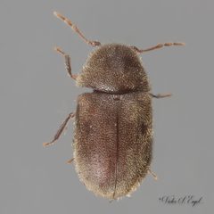 Protheca hispida by (c) Victor Engel, some rights reserved (CC BY), uploaded by Victor Engel. Used under a CC-BY license.