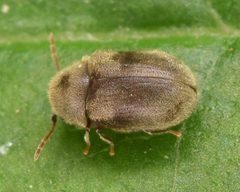 Protheca by (c) skitterbug, some rights reserved (CC BY), uploaded by skitterbug. Used under a CC-BY license.