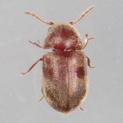 Protheca by (c) Victor Engel, some rights reserved (CC BY), uploaded by Victor Engel. Used under a CC-BY license.