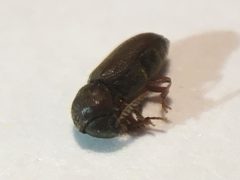 Ptilinus ruficornis by (c) Mark, some rights reserved (CC BY), uploaded by Mark. Used under a CC-BY license.