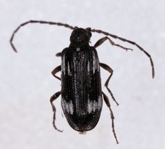 Ptinus californicus by (c) Dave, some rights reserved (CC BY), uploaded by Dave. Used under a CC-BY license.