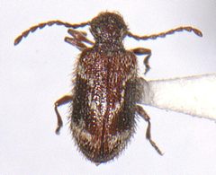 Ptinus fallax by (c) Michael K. Oliver, some rights reserved (CC BY), uploaded by Michael K. Oliver. Used under a CC-BY license.