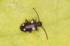 Ptinus sexpunctatus by (c) Karol Ox, some rights reserved (CC BY), uploaded by Karol Ox. Used under a CC-BY license.