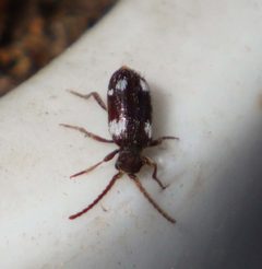 Ptinus sexpunctatus by no rights reserved, uploaded by Andreas Manz. Used under a CC0 license.