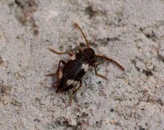 Ptinus sexpunctatus by (c) Ben Sale, some rights reserved (CC BY). Used under a CC-BY license.