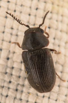 Xyletinus by (c) Trevor Van Loon, some rights reserved (CC BY), uploaded by Trevor Van Loon. Used under a CC-BY license.