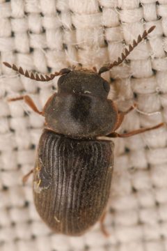 Xyletinus by (c) Trevor Van Loon, some rights reserved (CC BY), uploaded by Trevor Van Loon. Used under a CC-BY license.