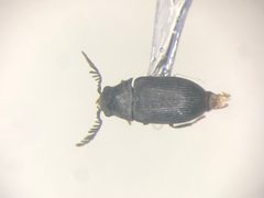 Xyletinus lugubris by no rights reserved, uploaded by Nick Bédard. Used under a CC0 license.