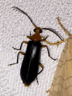 Neopyrochroa femoralis by no rights reserved, uploaded by Ken Kneidel. Used under a CC0 license.