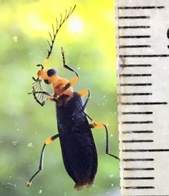 Neopyrochroa femoralis by no rights reserved, uploaded by Ken Kneidel. Used under a CC0 license.