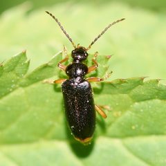 Pedilus elegans by (c) erothsch, some rights reserved (CC BY), uploaded by erothsch. Used under a CC-BY license.