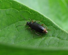 Pedilus elegans by (c) christine123, some rights reserved (CC BY), uploaded by christine123. Used under a CC-BY license.