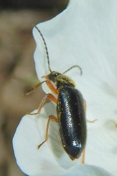 Pedilus elegans by (c) Dawn Nelson, some rights reserved (CC BY), uploaded by Dawn Nelson. Used under a CC-BY license.