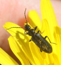 Pedilus lugubris by (c) Barry Cottam, some rights reserved (CC BY), uploaded by Barry Cottam. Used under a CC-BY license.