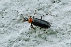 Pedilus lugubris by no rights reserved, uploaded by Mirko Schoenitz. Used under a CC0 license.