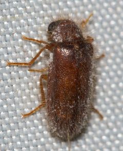 Rhadalus testaceus by (c) Andrew Meeds, some rights reserved (CC BY), uploaded by Andrew Meeds. Used under a CC-BY license.