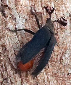 Sandalus niger by (c) Catherine C. Galley, some rights reserved (CC BY), uploaded by Catherine C. Galley. Used under a CC-BY license.