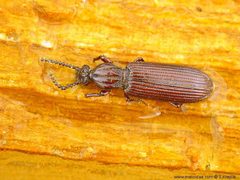 Rhysodidae by (c) Stanislav Krejčík, some rights reserved (CC BY). Used under a CC-BY license.