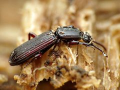 Rhysodidae by (c) Katja Schulz, some rights reserved (CC BY). Used under a CC-BY license.