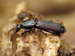 Rhysodidae by (c) Katja Schulz, some rights reserved (CC BY). Used under a CC-BY license.