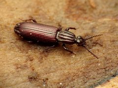 Rhysodidae by (c) Katja Schulz, some rights reserved (CC BY). Used under a CC-BY license.