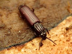 Rhysodidae by (c) Katja Schulz, some rights reserved (CC BY). Used under a CC-BY license.
