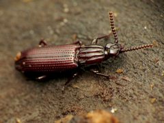 Rhysodidae by (c) Katja Schulz, some rights reserved (CC BY). Used under a CC-BY license.