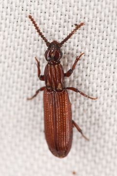 Omoglymmius hamatus by (c) Trevor Van Loon, some rights reserved (CC BY), uploaded by Trevor Van Loon. Used under a CC-BY license.