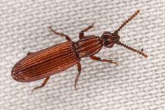 Omoglymmius hamatus by (c) Trevor Van Loon, some rights reserved (CC BY), uploaded by Trevor Van Loon. Used under a CC-BY license.