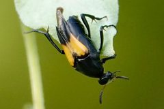 Macrosiagon dimidiata by (c) Louise Woodrich, some rights reserved (CC BY), uploaded by Louise Woodrich. Used under a CC-BY license.