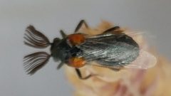 Ripiphorus californicus by (c) Casey H. Richart, some rights reserved (CC BY), uploaded by Casey H. Richart. Used under a CC-BY license.