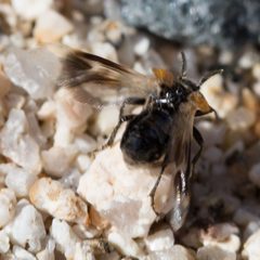 Ripiphorus luteipennis by (c) Ken-ichi Ueda, some rights reserved (CC BY), uploaded by Ken-ichi Ueda. Used under a CC-BY license.