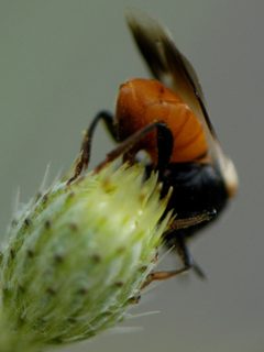 Ripiphorus neomexicanus by (c) Elliott Gordon, some rights reserved (CC BY), uploaded by Elliott Gordon. Used under a CC-BY license.