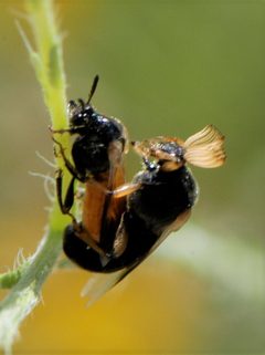 Ripiphorus neomexicanus by (c) Elliott Gordon, some rights reserved (CC BY), uploaded by Elliott Gordon. Used under a CC-BY license.