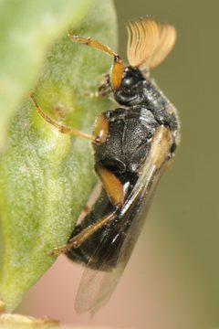 Ripiphorus neomexicanus by (c) Elliott Gordon, some rights reserved (CC BY), uploaded by Elliott Gordon. Used under a CC-BY license.