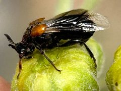 Ripiphorus sexdens by (c) Elliott Gordon, some rights reserved (CC BY), uploaded by Elliott Gordon. Used under a CC-BY license.