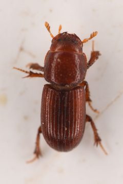 Caelius montanus by (c) Trevor Van Loon, some rights reserved (CC BY), uploaded by Trevor Van Loon. Used under a CC-BY license.