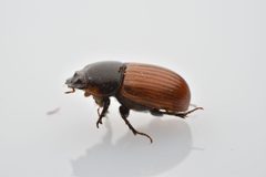 Aphodius pedellus by (c) Luke Padon, some rights reserved (CC BY), uploaded by Luke Padon. Used under a CC-BY license.